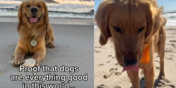 Video: Owner Proves Dogs Are ‘Everything Good’ in World