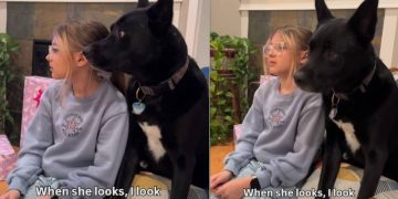 Video: Dog & Kid Look in the Same Direction at the Same Time