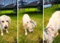 Video: Golden Retriever Thinks Weeding Requires Assistance