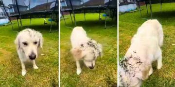 Video: Golden Retriever Thinks Weeding Requires Assistance