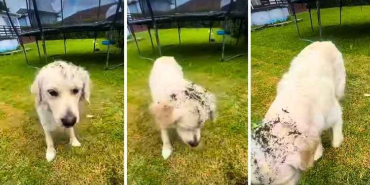 Video: Golden Retriever Thinks Weeding Requires Assistance