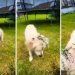 Video: Golden Retriever Thinks Weeding Requires Assistance