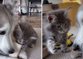 Video: This Dog & Cat Fight Is Hardly a Fight