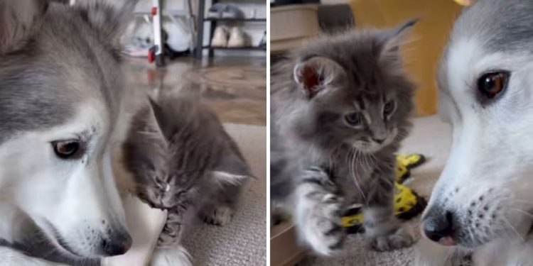 Video: This Dog & Cat Fight Is Hardly a Fight