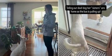 Video: Deaf Dog Possibly Understands Sign Language