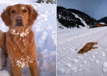 Video: Dog Gives ‘Olympics’ Worthy Performance in Snow