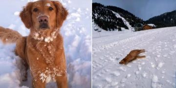 Video: Dog Gives ‘Olympics’ Worthy Performance in Snow