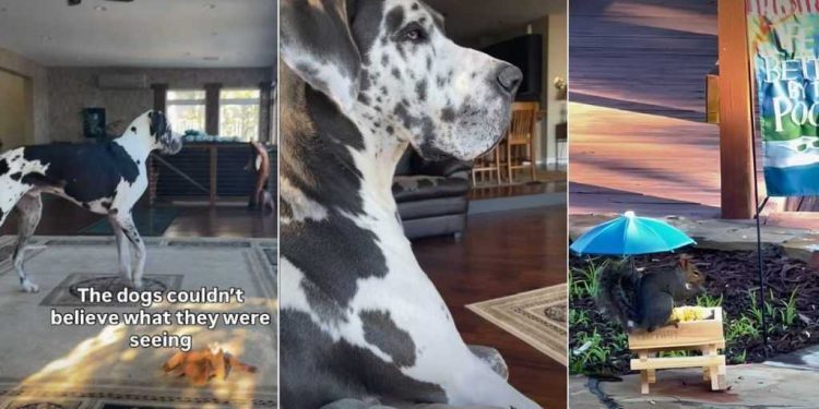 Video: Big Dogs Are So Surprised to See a Squirrel Eat