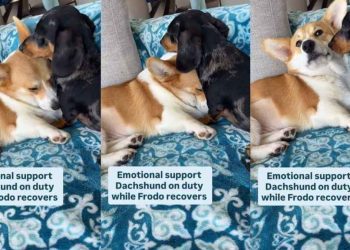 Video of One Dog Comforting Another Will Make Your Day