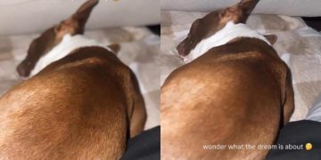 Dog Wakes Dad Up With His Sleep Noises in Hilarious Video