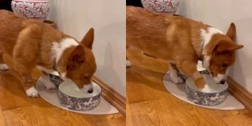 Dog Drinks From His Bowl, Then Does Something Unexpected