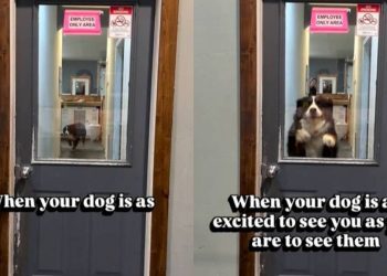 Video: Dog Is Excited to See Owner, but Gets Stuck Behind a Door