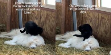 Guardian Dog Enjoys a Massage From Rescue Cat in Adorable Video