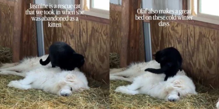Guardian Dog Enjoys a Massage From Rescue Cat in Adorable Video