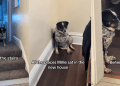 Video: Dog Makes Adorable Attempts to Adjust to New Home