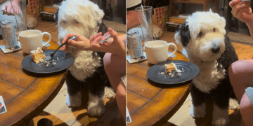 Dog Has Eyes Set on Cake in Funny Video