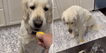 Video: Golden Retriever Pauses After Realizing He Almost Ate a Lemon
