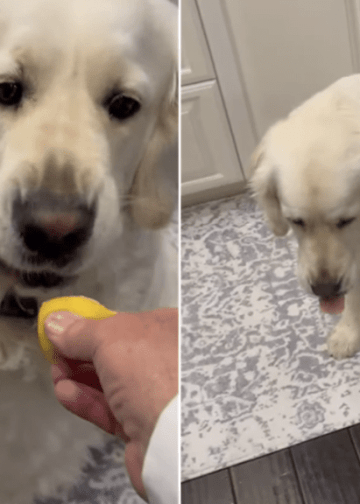 Video: Golden Retriever Pauses After Realizing He Almost Ate a Lemon