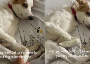 Dog Politely Refuses Physical Contact With Owner in Funny Video