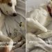 Dog Politely Refuses Physical Contact With Owner in Funny Video