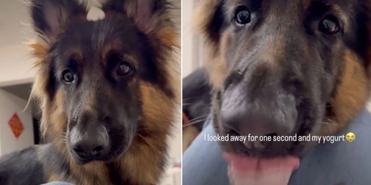 Dog Does This to Yogurt When Owner Looks Away for a Second