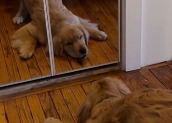 Golden Retriever Puppy Has a Nemesis, but It’s Not What You Think