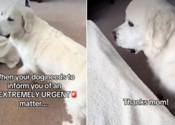 Video: Dog Surprises Owner With ‘Extremely Urgent Matter’