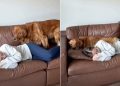 Golden Retriever Follows Owner on the Couch in Cute Video