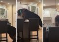Big Dog Is Unaware the Camera Is On & Pulls This Sneaky Stunt