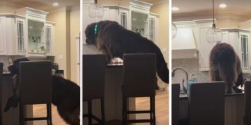 Big Dog Is Unaware the Camera Is On & Pulls This Sneaky Stunt