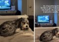 Dog Avoids Owner’s Side of the Bed for a Funny Reason