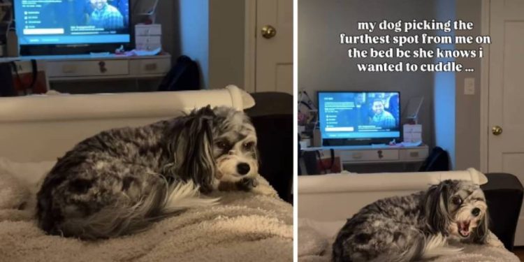 Dog Avoids Owner’s Side of the Bed for a Funny Reason