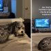 Dog Avoids Owner’s Side of the Bed for a Funny Reason