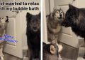 Pack of Huskies Gets ‘Worried’ Seeing Owner Relax in a Bubble Bath