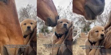 Golden Retriever Puppy Reacts to Horse Coming Near Her in Adorable Video