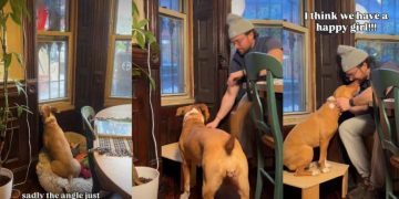 Video: Dog Keeps Reaching for Window Until Owner Builds the Perfect Solution
