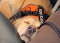 Video: Golden Retriever Can Barely Stay Awake While Flying