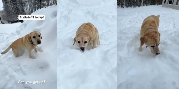 Video: Senior Labrador Climbs Snow Hill Without Breaking a Sweat