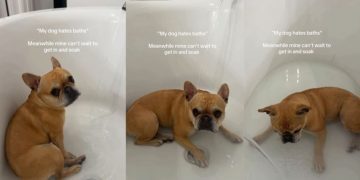 This Dog’s Reaction to Bath Time Is Unlike Anything You’ve Ever Seen