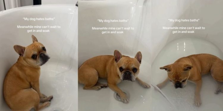 This Dog’s Reaction to Bath Time Is Unlike Anything You’ve Ever Seen