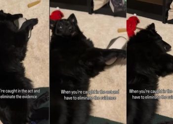 Dog Is Caught & Trying ‘Eliminate Evidence’