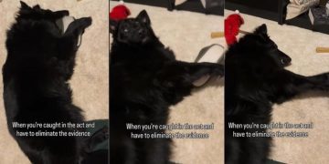 Dog Is Caught & Trying ‘Eliminate Evidence’