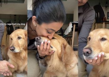 Golden Retriever Surprises Owner by Doing This Instead of Offering Paw