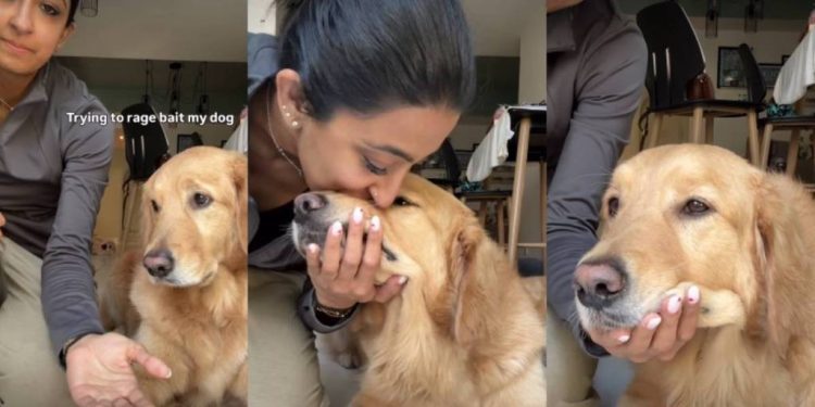 Golden Retriever Surprises Owner by Doing This Instead of Offering Paw