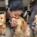 Golden Retriever Surprises Owner by Doing This Instead of Offering Paw