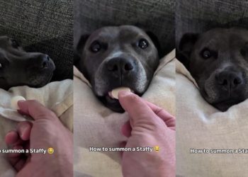 Video Shows the Right Way to Summon This Staffy