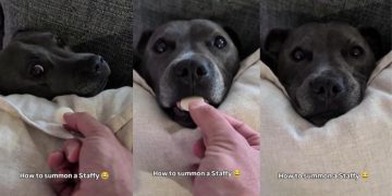 Video Shows the Right Way to Summon This Staffy