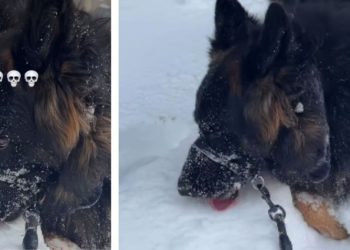 Video: Dog Starts to Munch Snow on His Walk