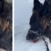 Video: Dog Starts to Munch Snow on His Walk