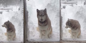 Video: Husky Makes Tough Choice Between Snow & a Treat